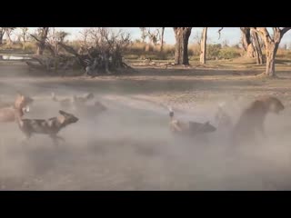 [max tv] разорвали на куски! битвы молодые, от которых мурашки по коже