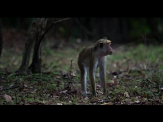 Королевство обезьян / monkey kingdom (disneynature monkey kingdom) / 2015