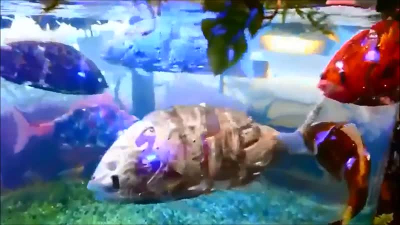 Рыбки, которые не болеют и не голодают