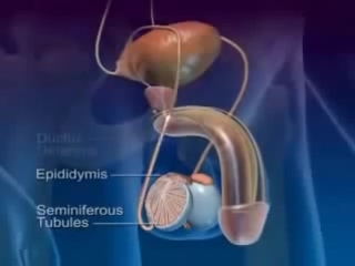 Как и где образуется сперма. Сперматогенез.
