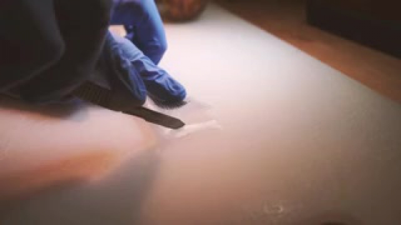 Avocado in vitro fertilization