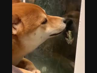 Froggo and doggo