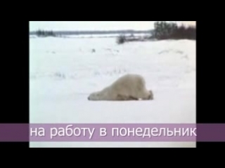 Видео от бирфест город зеленогорск