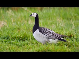 Barnacle goose / белощёкая казарка / branta leucopsis