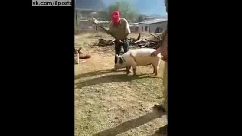 Мужик пытается убить топором свинью, но вырубает им себя / guy nearly ko's himself trying to porn a pig