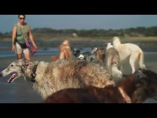 Ira initium insaniae est #219