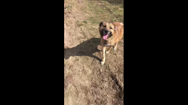 Live спасённый пёс сева