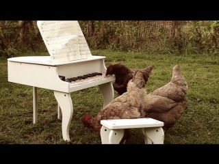 [koster] igorrr my chickens symphony
