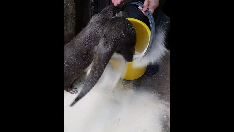 Азиатские выдры