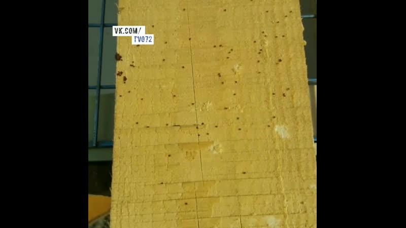 Тюменец обнаружил у себя на даче сотни клещей!