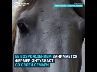 Зарабатывает на запраах и тратит на возрождение породы лошадей