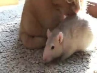 Крыс и коша