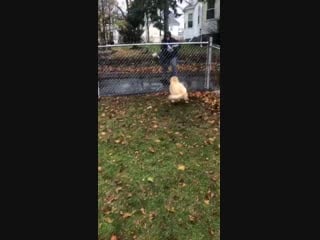 Mailman zoomies