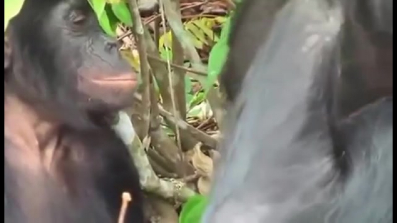 Жизнь диких обезьян видео. Обезьянаоно. Любовь обезьян