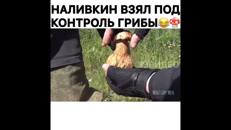 Налиин взял под контроль незаконный сбор грибов