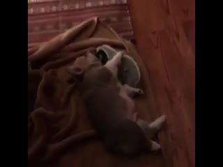 Woof mp4