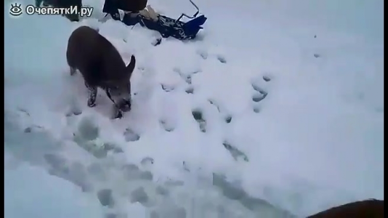 Кабаны достают рыбаков на зимней рыбалке