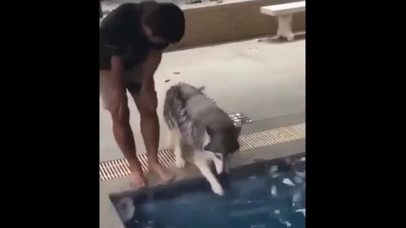 Husky's first swim pооr baby gоt nеrvоus at first but lоvеd it sооn aftеr