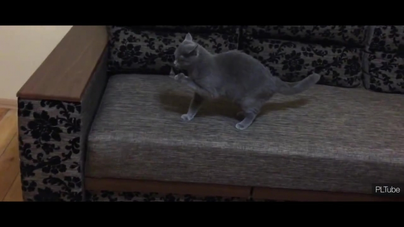 Самый простой способ отучить кота лазить по столу