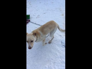 Live тёплая лапа ирбиса