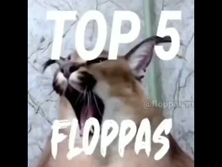 Big floppa