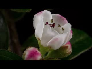 Оля земляника / cарасвати / flowers bloom macro timelapse