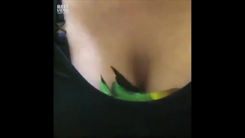 Пернатый мачо