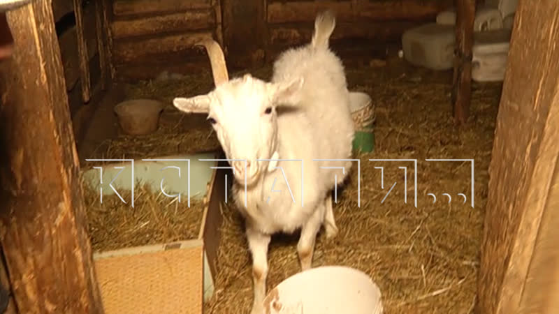 Коза 7 раз стала жертвой молодые секс выламывает окна и двери, чтобы пробираться к одному и тому же горячее