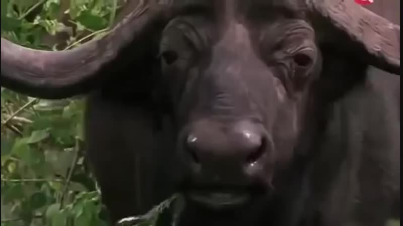 Африка мир молодые буйволы документальный фильм