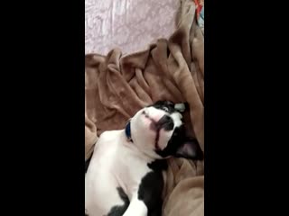 Warrior spirit tegri ( зара ) г красноярск ( yanzhi ma miyet boldbuster christopher lambert )