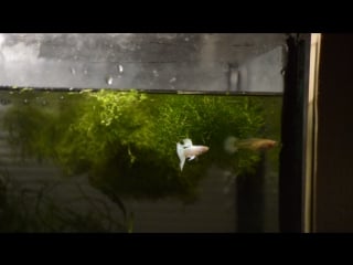 Guppy moscow full platinum albino