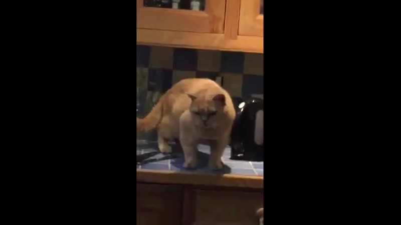 Домашние тапочки