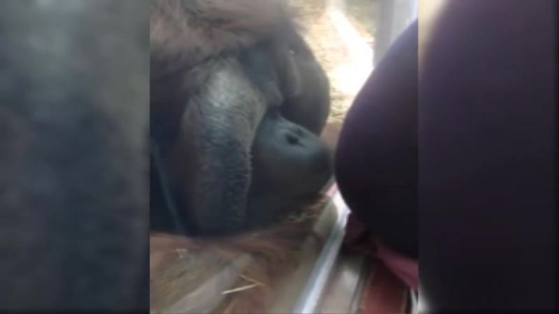 #беременная и орангутанг