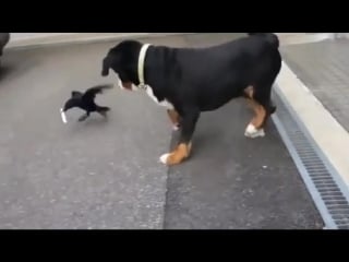 Clever crow barks to confuse doggo