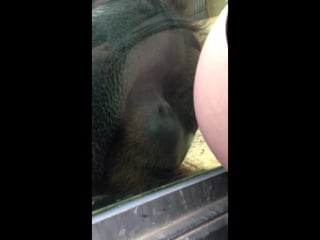 Orangutan loves baby bump