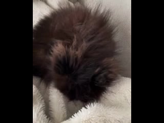 Whyyoumad max 20210309 0001 mp4