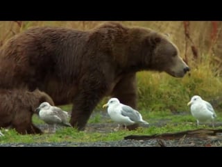 Christina aguilera mama grizzly bear dives for fish hello world!