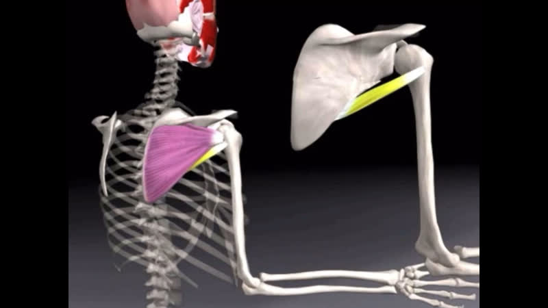 Тренироа плечевого пояса