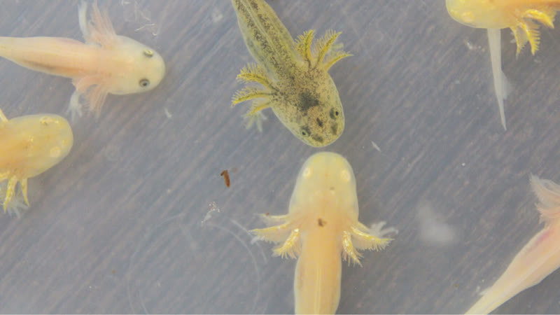 Милаха аксолотль кушает мотыль