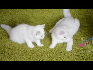 Фредерико (и немного наоми)