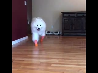 Woof mp4