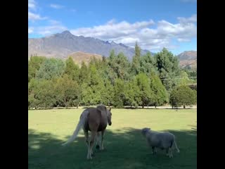 @twopaddocks this is what friendship looks like today front paddock