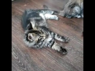 Kitten maine coon n22 #вечноголодныйребенок #голодныйобморок #shaulapride