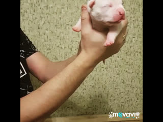 Шикарный кобель от пары чемпионов,продаётся только в выставочные руки🔥🔥🔥(i’saki victoria dendi & zatmenie luny)