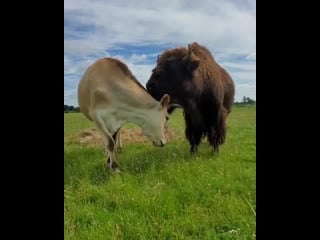 Just hours after being born, italo was ruthlessly taken from his mother