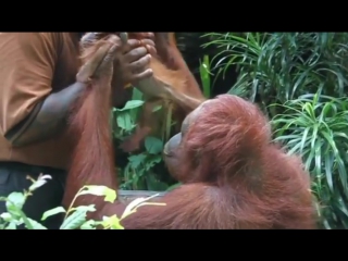 This orangutan and keeper have formed an incredible bond together