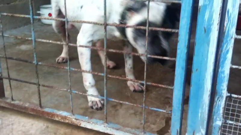 Ex gr ch beka por and ch loki doy 2015(dg)