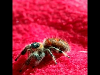 Phidippus regius teenage female