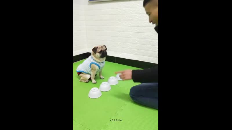 Игры на щенят