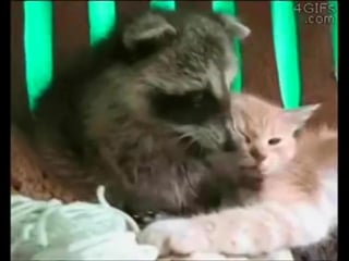 Приколы с котами топовая подборка 2017best funny cats videos compilation try not to laugh